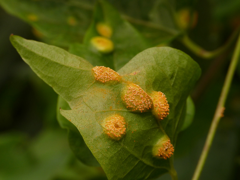 Puccinia 2 su Clematis vitalba